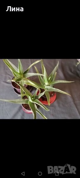 Aлое/Aloe arborescens/, снимка 1