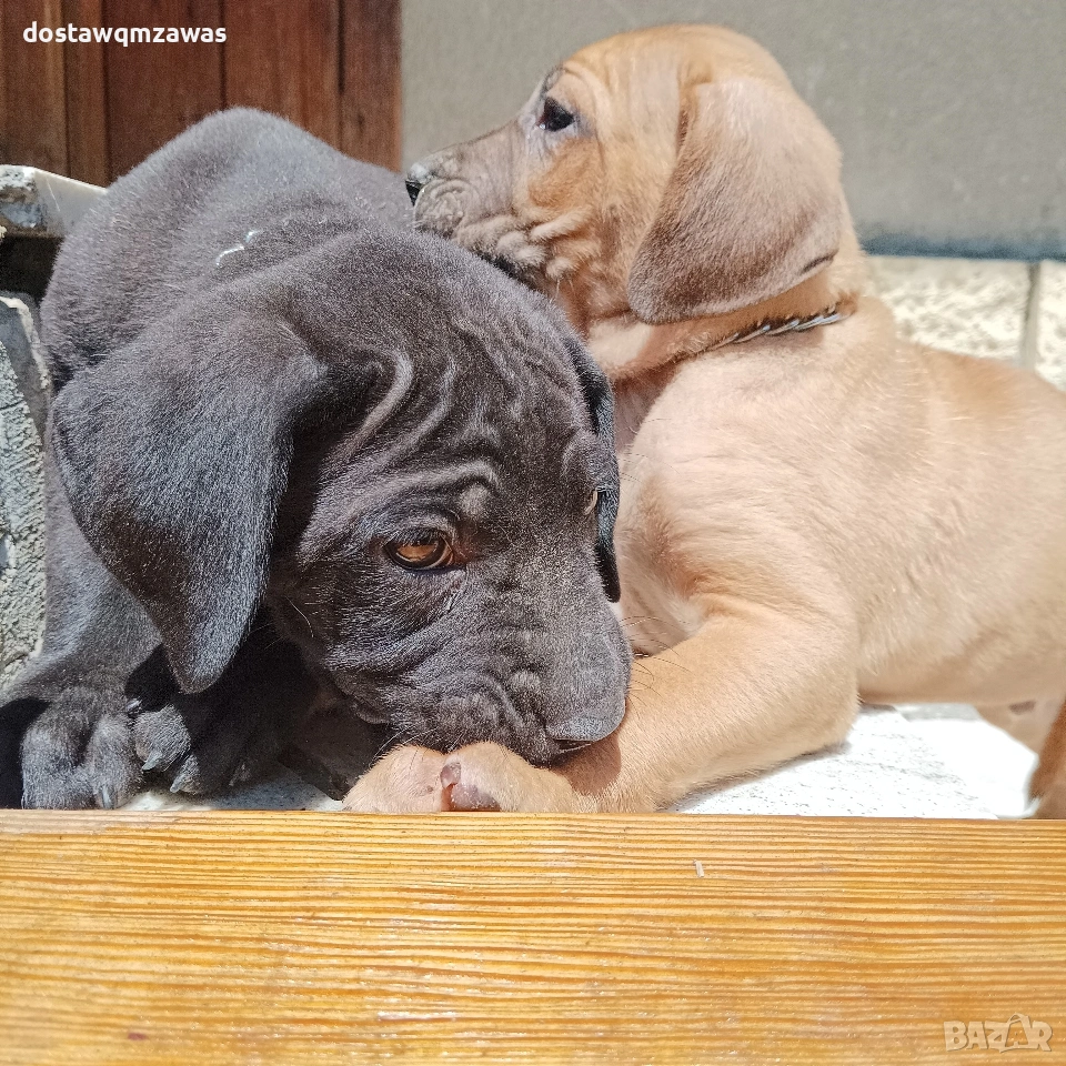 Продавам кученца Кане корсо, снимка 1