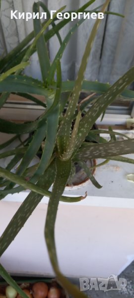 Продавам Алое Арбосценс и Алое Барбаденсис , снимка 1