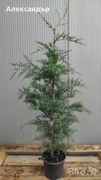 Лейландски Кипарис , снимка 1