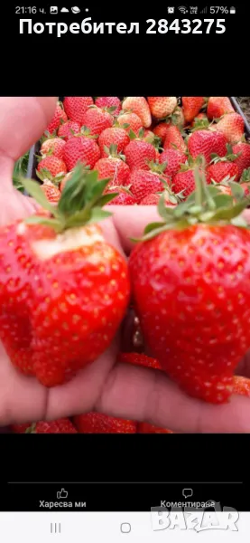 Разсад ягоди , снимка 1