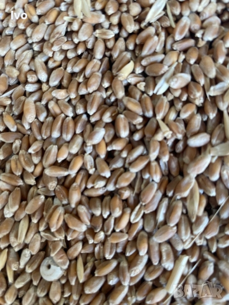 Пшеница ечемик овес зърно, снимка 1