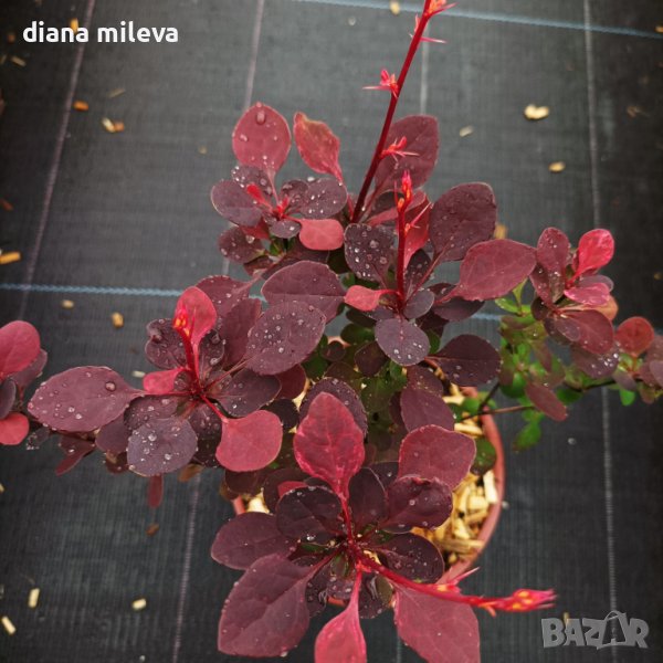 Берберис Атропурпуреа!!!, снимка 1