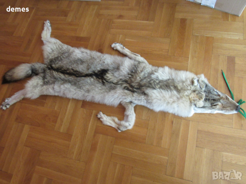 Кожа от сибирски вълк-Монголия, снимка 1
