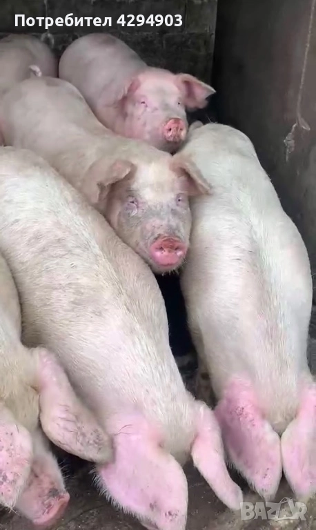 Продавам прасета бяла българка, снимка 1