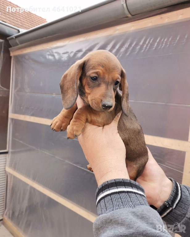 Дакел, снимка 1