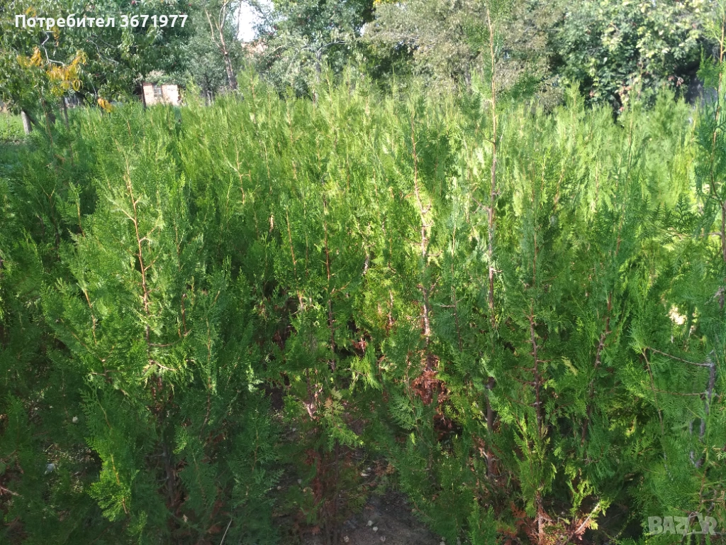 Продавам фиданки- Източна туя -височина - 1,00м., снимка 1