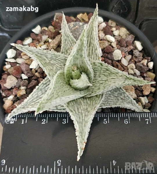 Алое (Aloe sp.), вкоренено сукулентно растение, компактна японска форма, снимка 1
