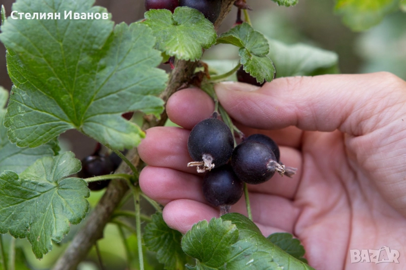 Йоща, йоста, jostaberry (Ribes × nidigrolaria), снимка 1