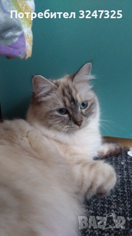 Руски СИБИРКИ невски маскарани, снимка 6 - Сибирски - 40239857