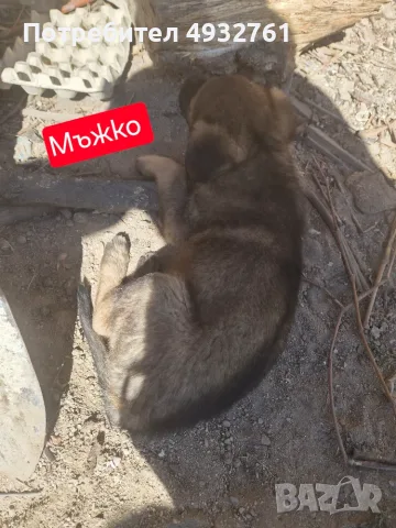 Продавам 3 мъжки 3 женски много добри кученца за двор да ви пазият , снимка 6 - Други - 56180976