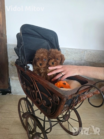 Тийкъп Пудел момичета , снимка 4 - Пудели - 53747318