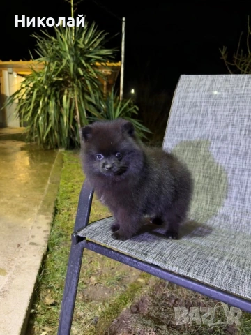 Померан момиче със втора ваксина, снимка 3 - Померан - 53350738