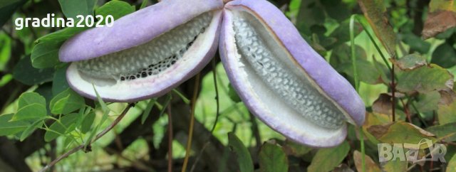     Акебия, Шоколадова лоза / Akebia quinata, снимка 7 - Разсади - 39745581