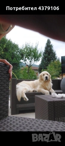 Голдън ретривър момче, снимка 11 - Голдън ретривър - 53087370