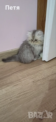 Персийско котенце, снимка 2 - Персийска - 46129032