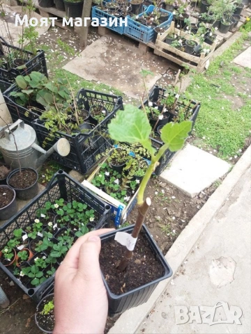 Смокиня султана на марибу Гигант!, снимка 2 - Градински цветя и растения - 53632217