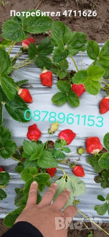 Разсад ягоди и малини , снимка 2 - Разсади - 53133393