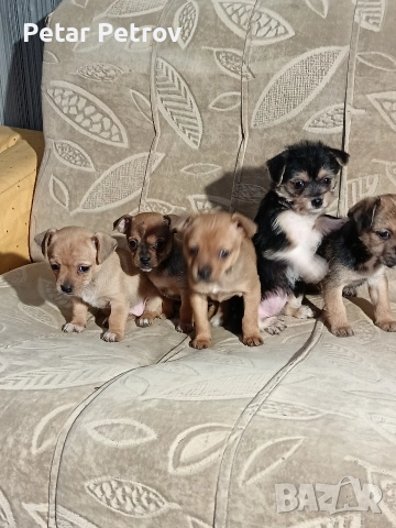 мини чиху пинчер , снимка 4 - Пинчер - 52813031