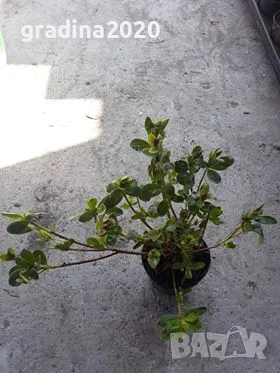 Азалия - Градинска, снимка 6 - Разсади - 49970936