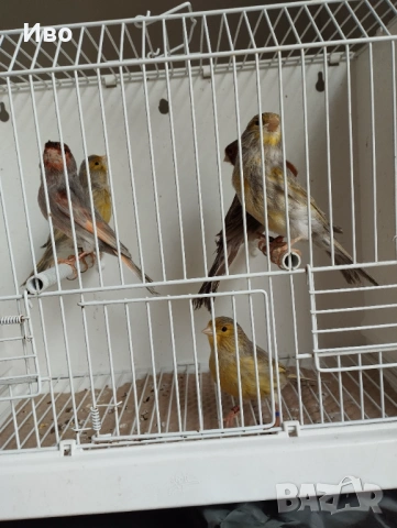 Мъжки канарчета , снимка 7 - Канари - 53463518