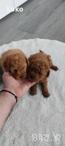 пудел/пудели , снимка 6 - Пудели - 49120043