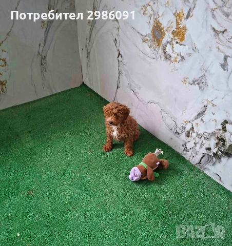 той пудел мъжко кученце , снимка 3 - Пудели - 53452439