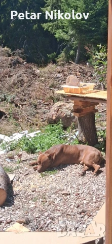 мъжки питбул за разплод ред нос