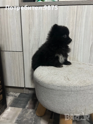 Продавам померан, снимка 8 - Померан - 52403193