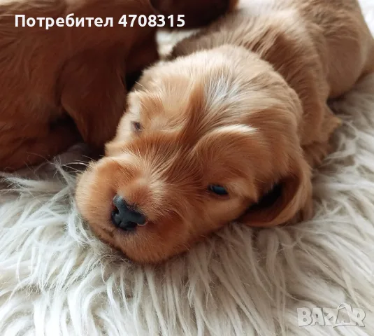 кокер шпаньол английски игриво бебенце, снимка 2 - Кокер шпаньол - 55777553