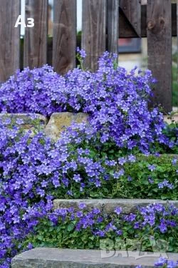 Продавам есенен разсад на Кампанула – синя и бяла, снимка 7 - Разсади - 50508983