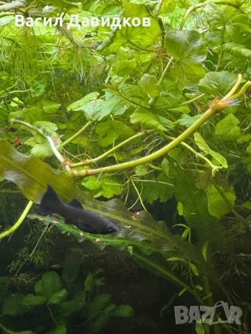 Молинезия, снимка 14 - Рибки - 48361888