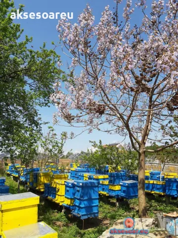 400 качествени семена от красиво декоративно медоносно дърво пауловния томентоса декорация украса, снимка 4 - Сортови семена и луковици - 50387864