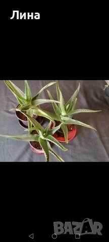 Aлое/Aloe arborescens/