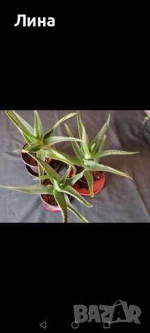 Aлое/Aloe arborescens/, снимка 1 - Стайни растения - 41353900