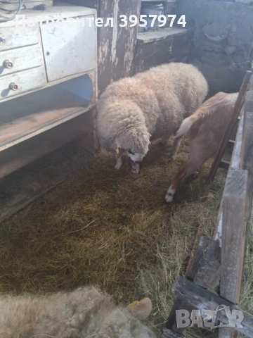 Продавам един коч и три овце