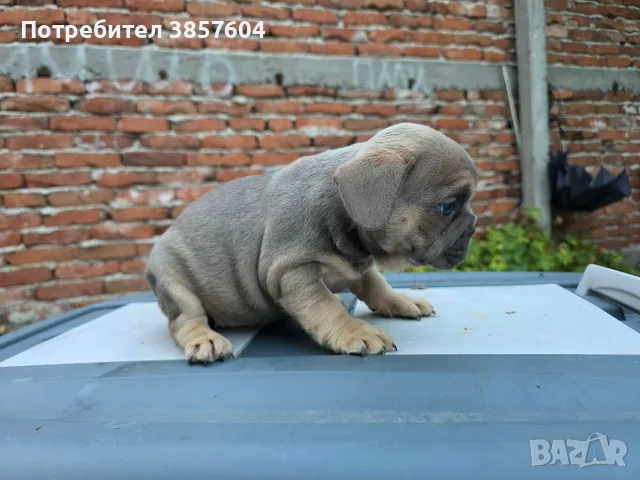 Син фаун момиченце френски булдог , снимка 3 - Френски булдог - 56166498
