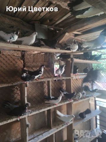 Ломски високолетачи, снимка 10 - Гълъби - 51102124