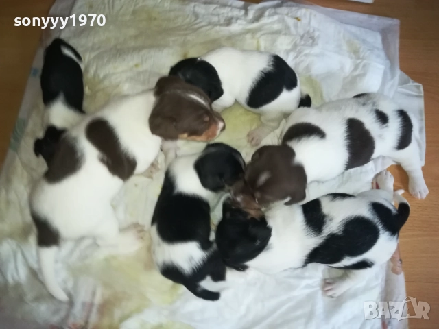 ПРОДАВАМЕ КУТРЕТА-ДЖАК РЪСЕЛ 250ЛВ ЗА 1БР 0309251809, снимка 6 - Джак ръсел териер - 51595617