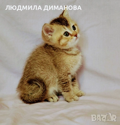 Шотландско мъжко златна чинчила. , снимка 5 - Британска късокосместа - 53655488