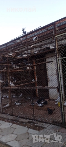 Пазарджишки гълъби , снимка 2 - Гълъби - 51446181