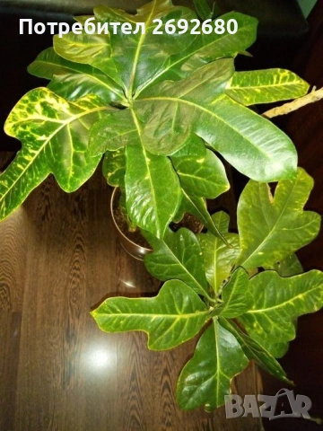 Традесканция рео, кротон,христов венец и други цветя/бамбук/цени в описанието , снимка 17 - Стайни растения - 50184776