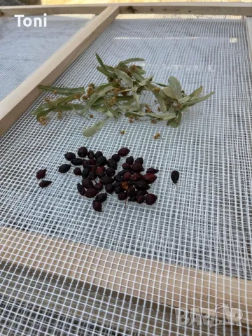 Рамки за сушене на билки,гъби,плодове,и др., снимка 8 - Други - 47399524