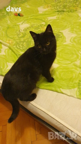 Черна котка на 6 мес. търси дом