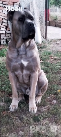 Cane Corso Italiano, снимка 17 - Търси партньор - 53836498