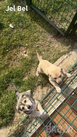 Кученце Кръстоска Алабай Х Белгийска Овчарка с Доставка, снимка 5 - Алабай - 49938706