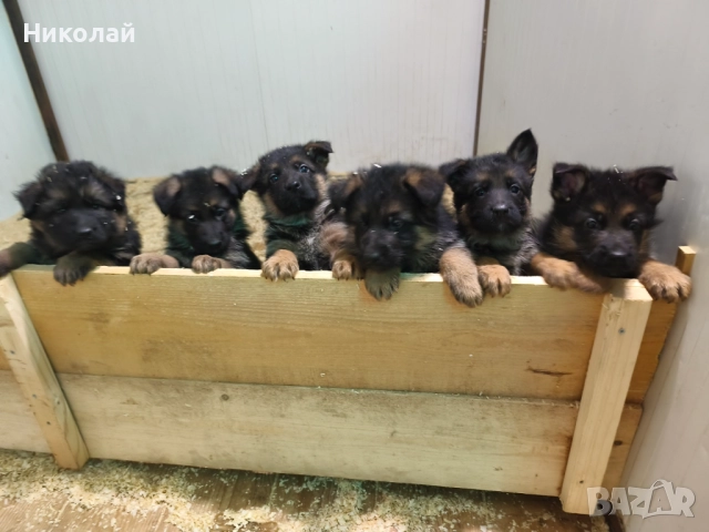 Малки немски овчарки, снимка 3 - Немска овчарка - 51923790