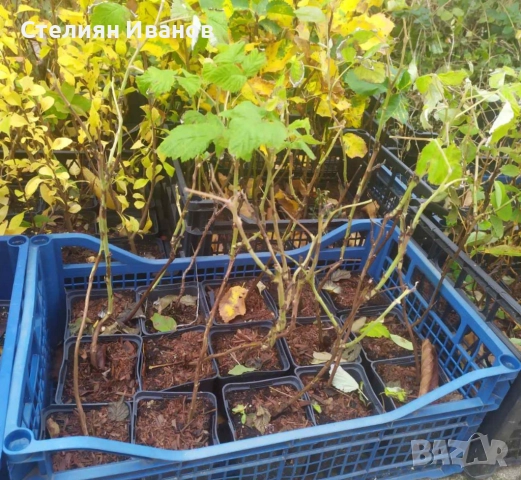 Жълта малина (Golden Queen), снимка 8 - Градински цветя и растения - 52354337