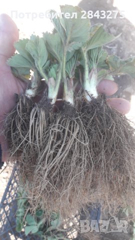 продавам разсад ягоди, снимка 1