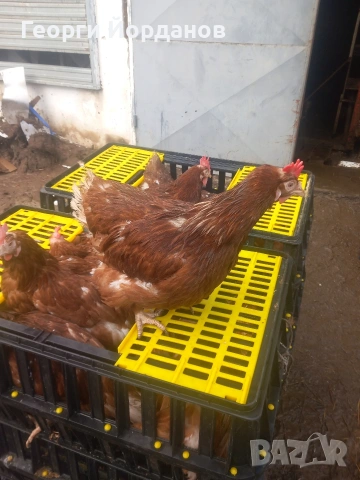 продавам кокошки носачки ломан браун , снимка 2 - Други животни - 53644036